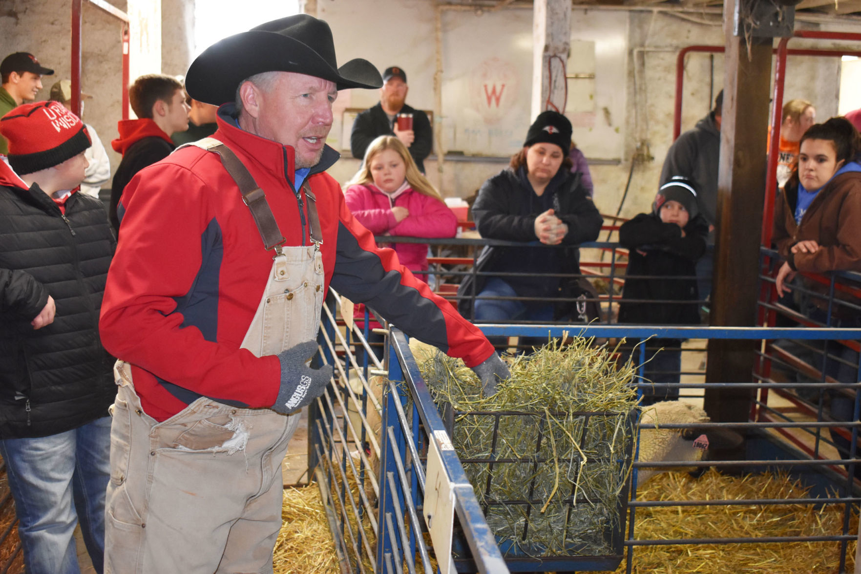 Sheep feed